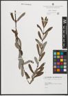 Foto von Salix purpurea L.